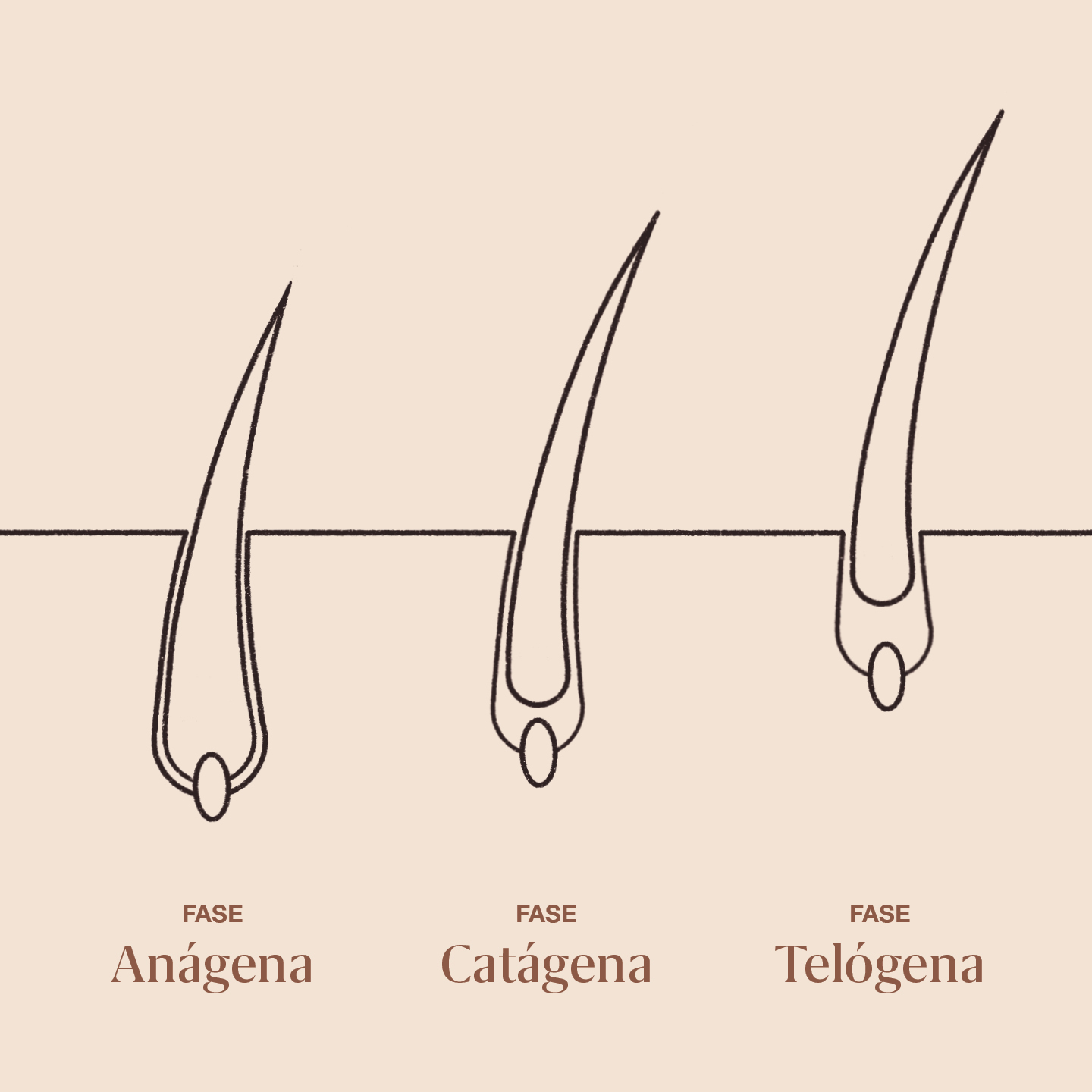 fases del proceso de crecimiento del pelo